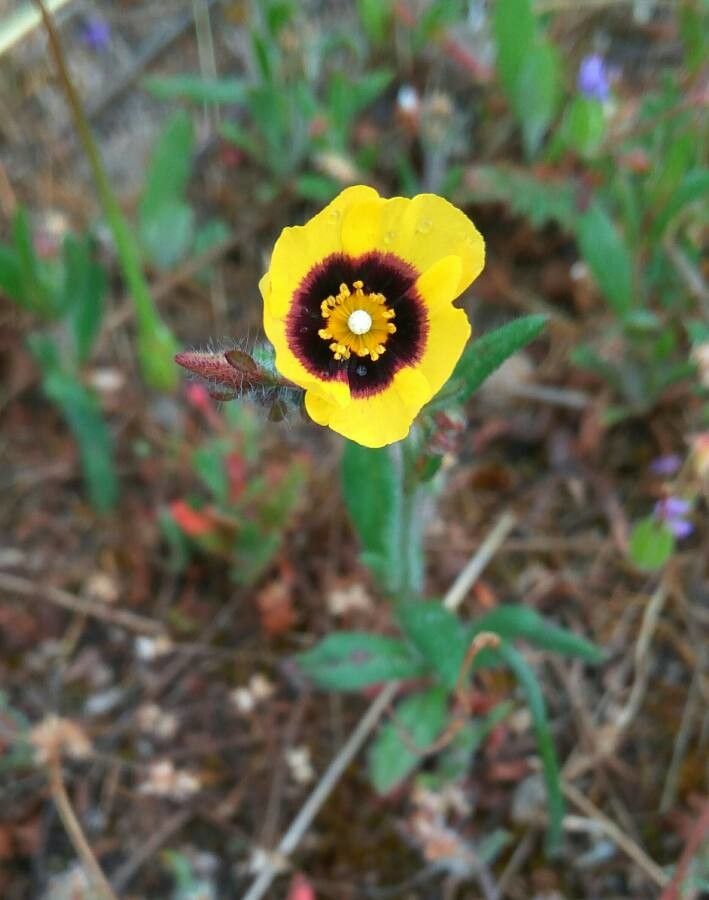 Tuberaria guttata flower