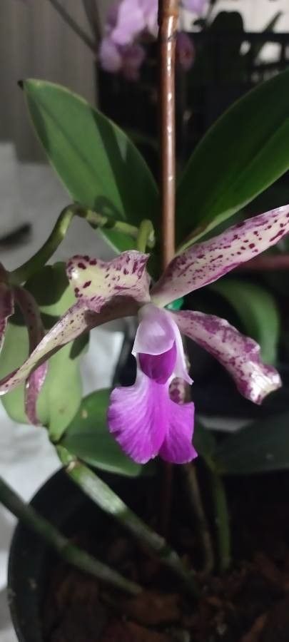 Cattleya velutina — houseplant care guide