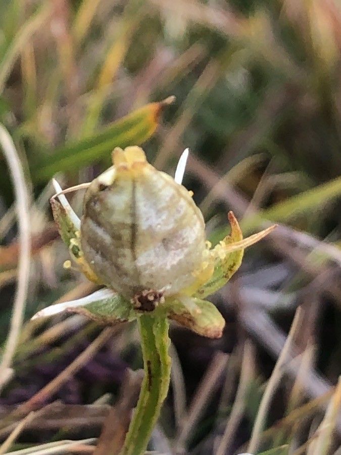 Parnassia palustris fruit