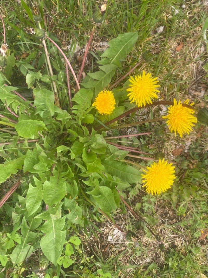 Taraxacum parnassicum — search result for 'Taraxacum'