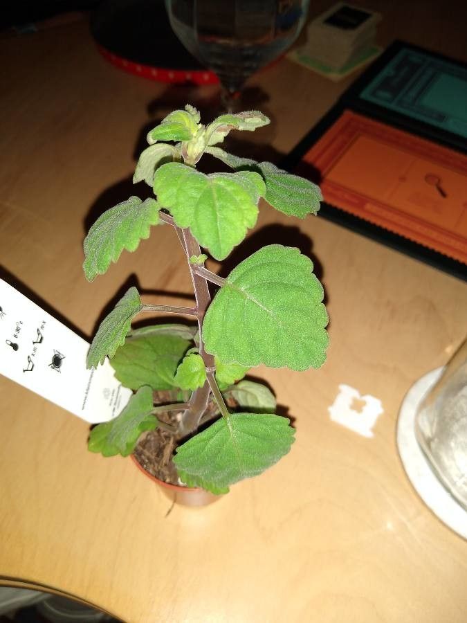 Plectranthus ernstii — search result for 'Plectranthus'