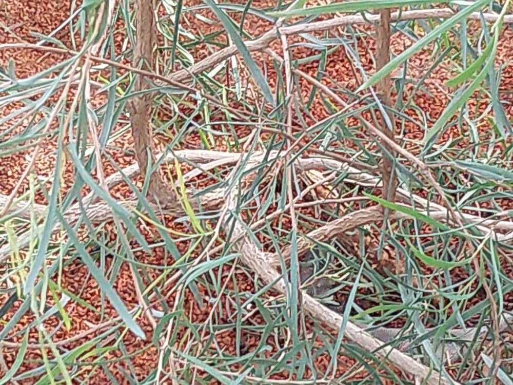 Melaleuca phoenicea bark