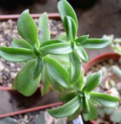 Echeveria goldmanii — houseplant care guide