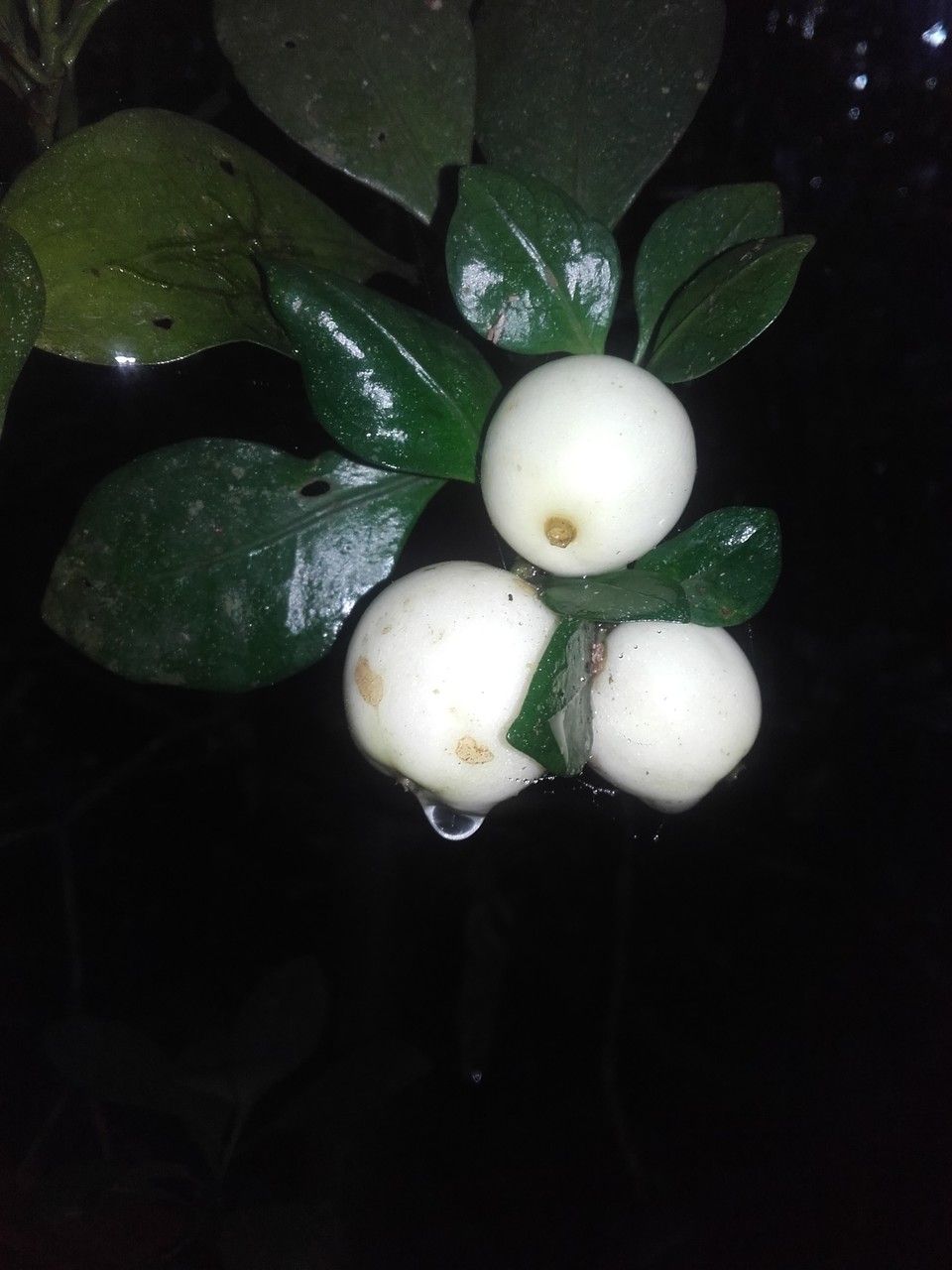 Psychotria trisulcata fruit