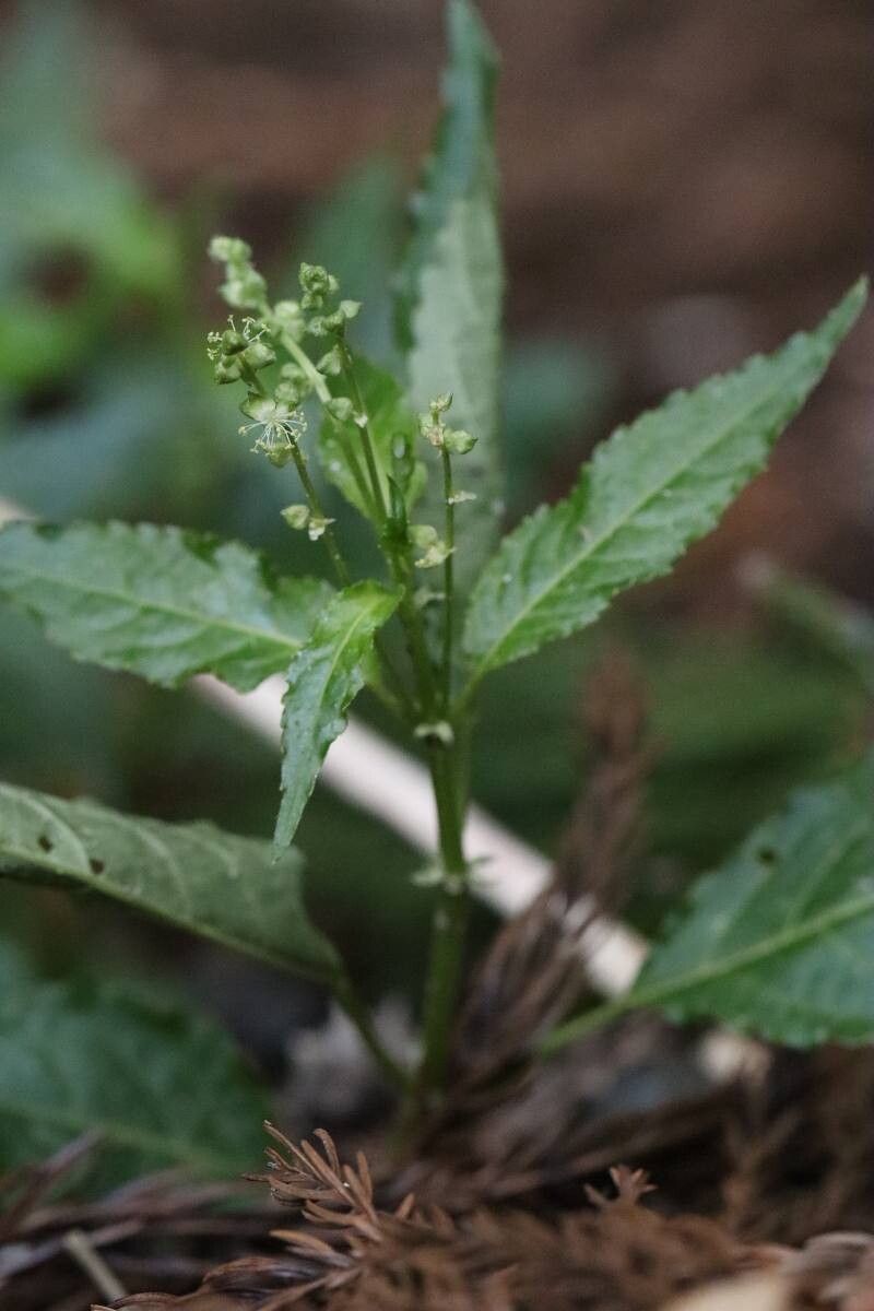 Mercurialis leiocarpa — houseplant care guide