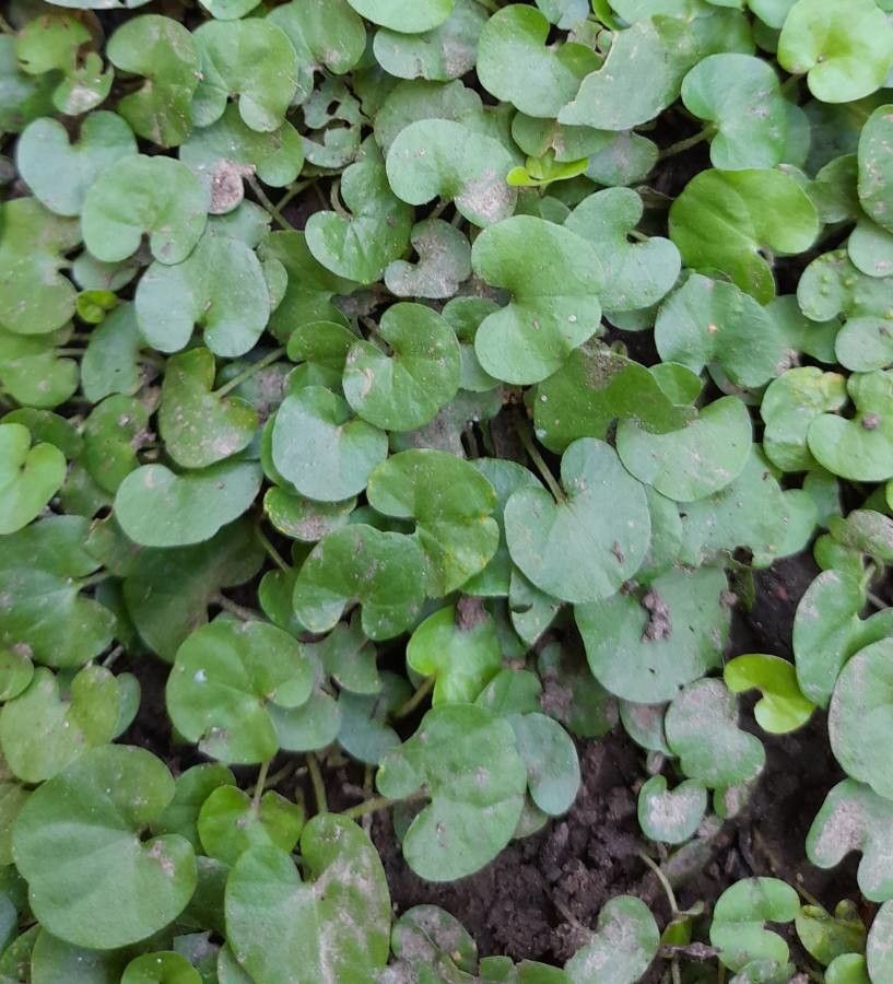 Dichondra microcalyx leaf
