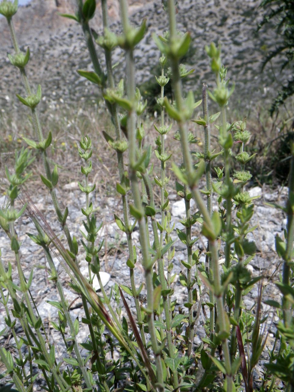 Origanum syriacum habit