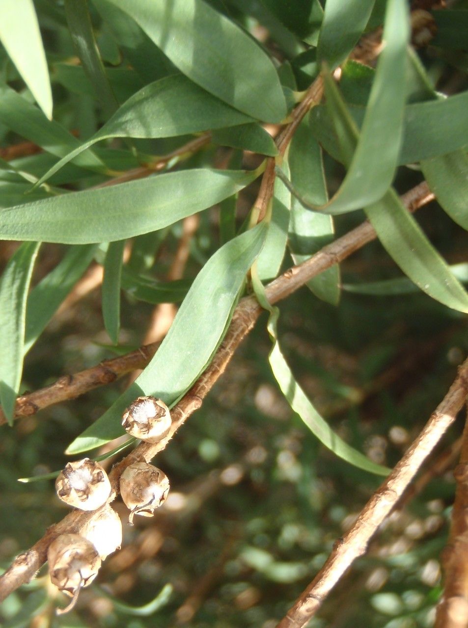 Melaleuca linariifolia — search result for 'Myrtaceae'