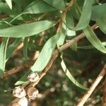 Melaleuca linariifolia