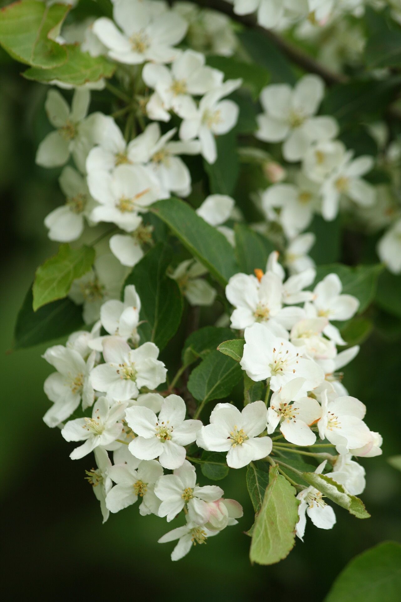 Malus rockii flower