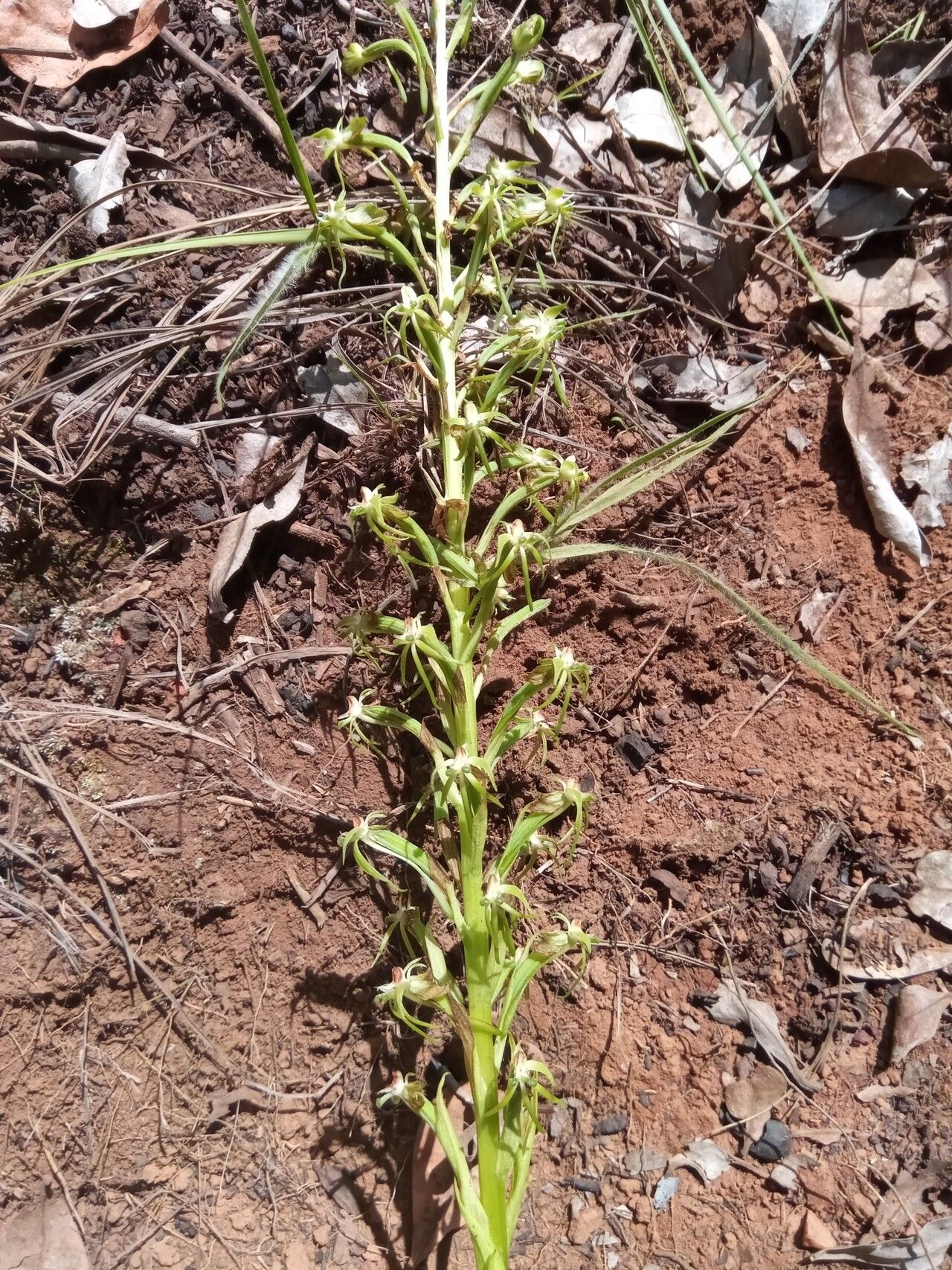 Habenaria incarnata habit