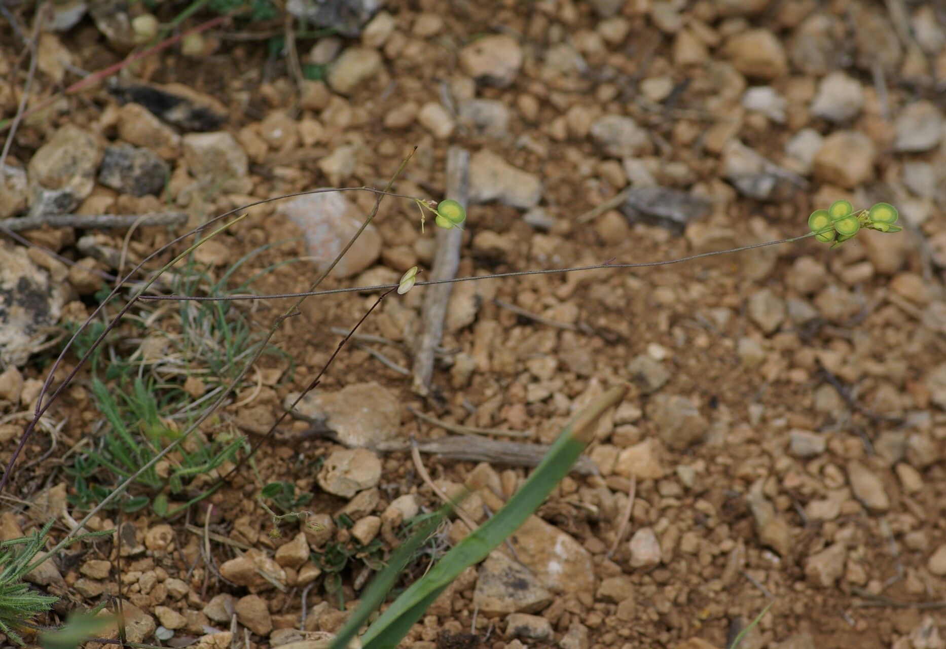 Biscutella conquensis habit