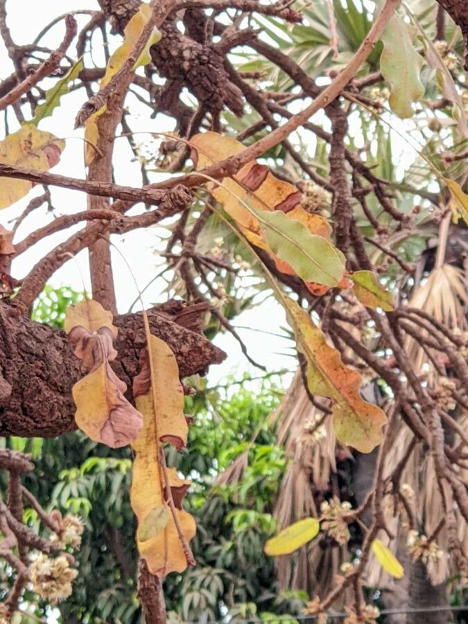 Vitellaria paradoxa — houseplant care guide