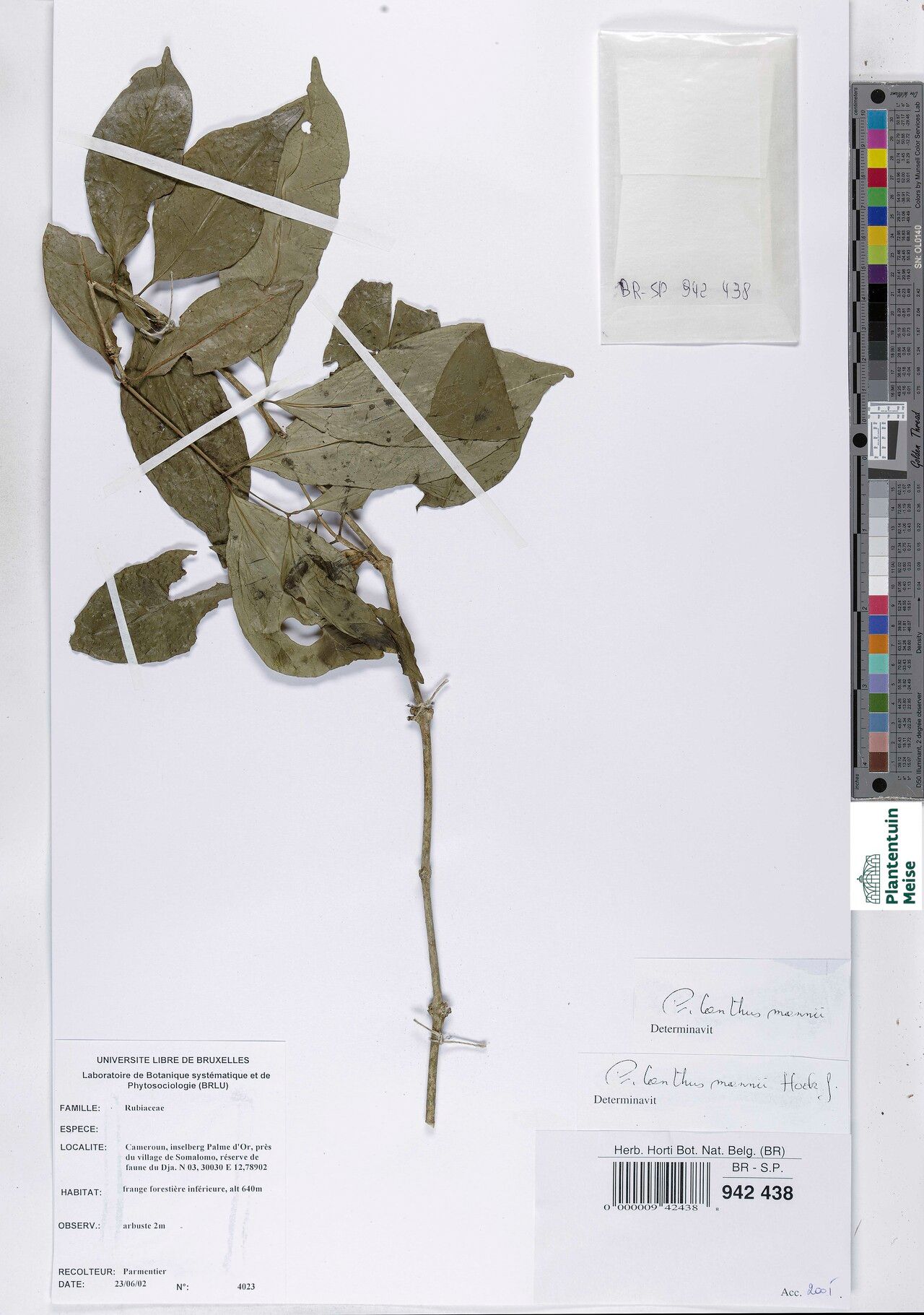 Coffea sapinii — search result for 'Coffea'