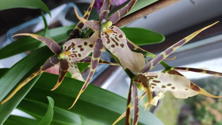 Brassia caudata flower
