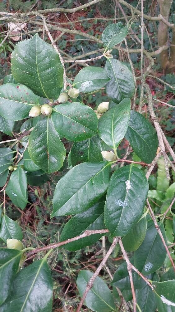 Camellia reticulata — search result for 'Camellia'