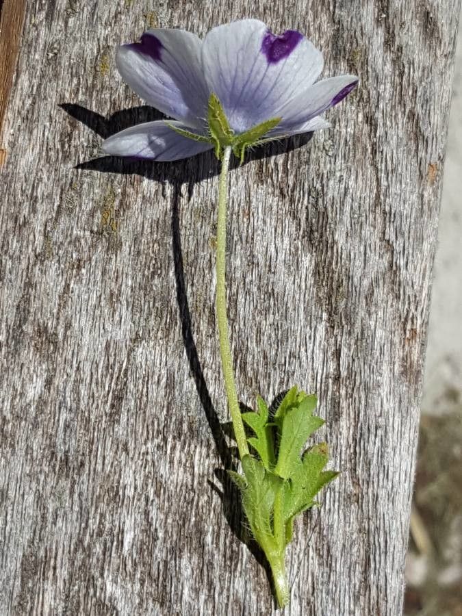 Nemophila maculata habit