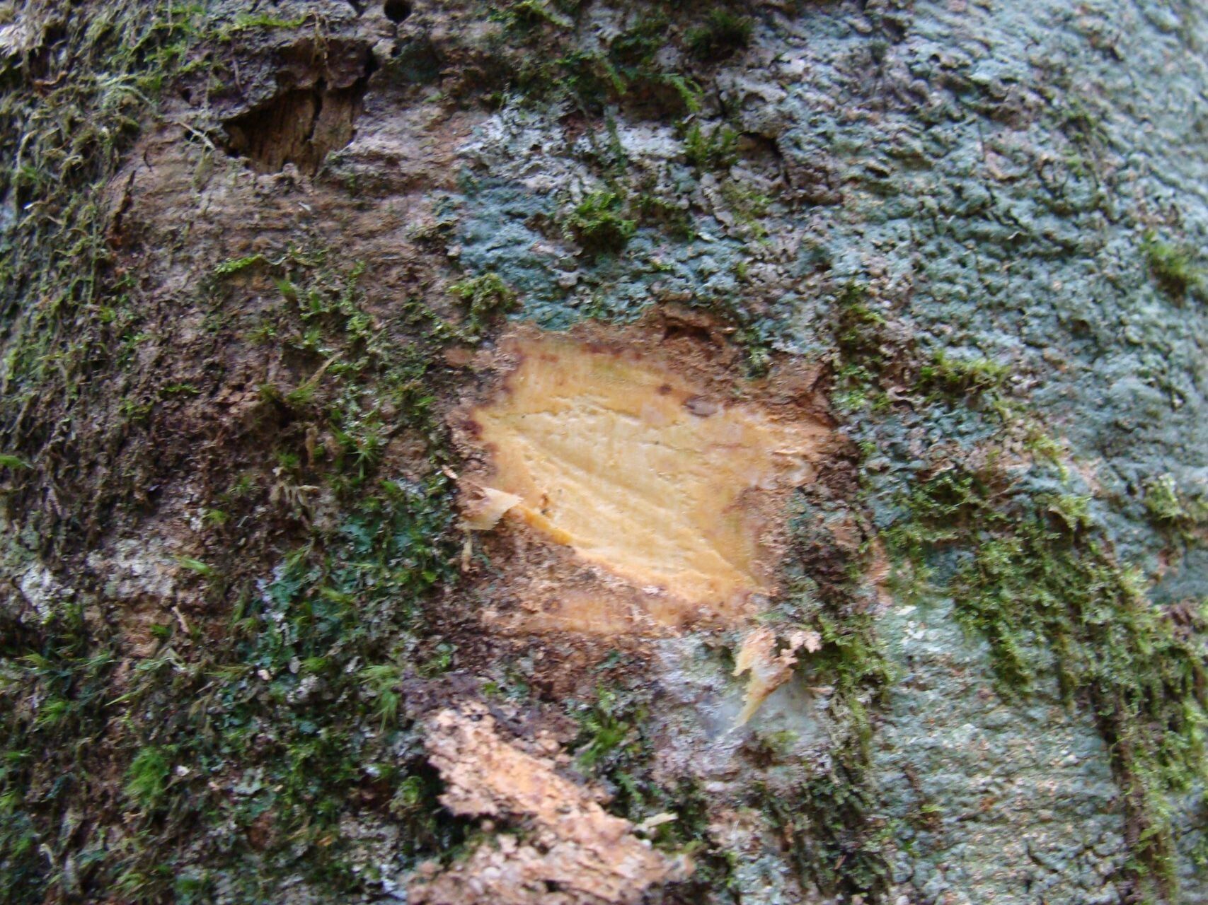 Archidendropsis fournieri — related species from the same genus