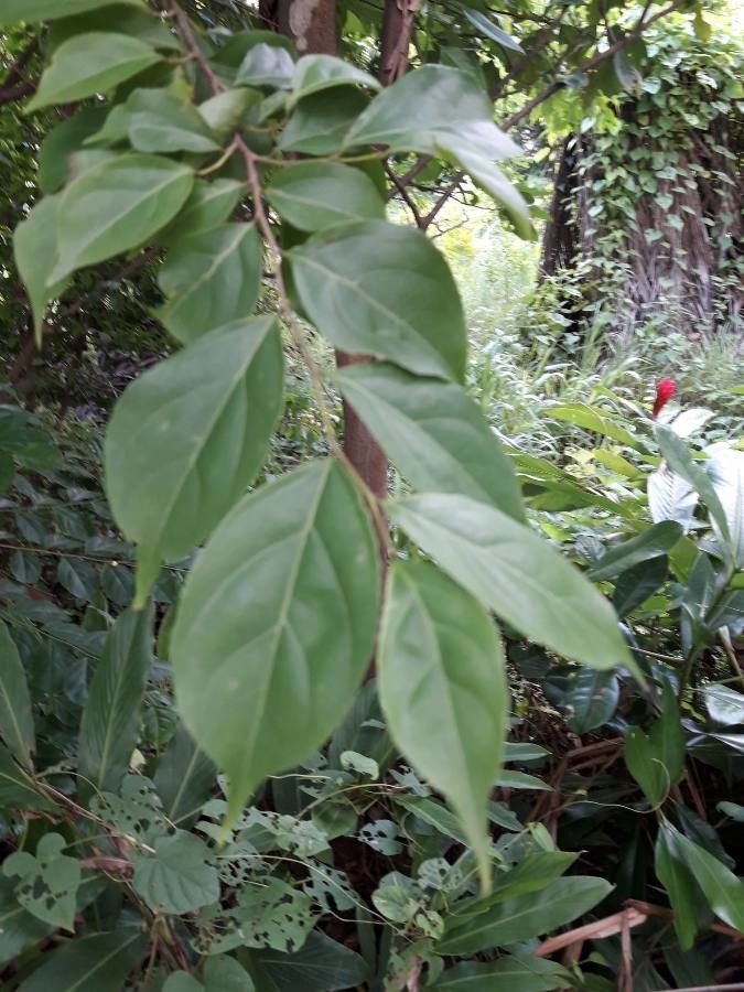 Casearia decandra — houseplant care guide