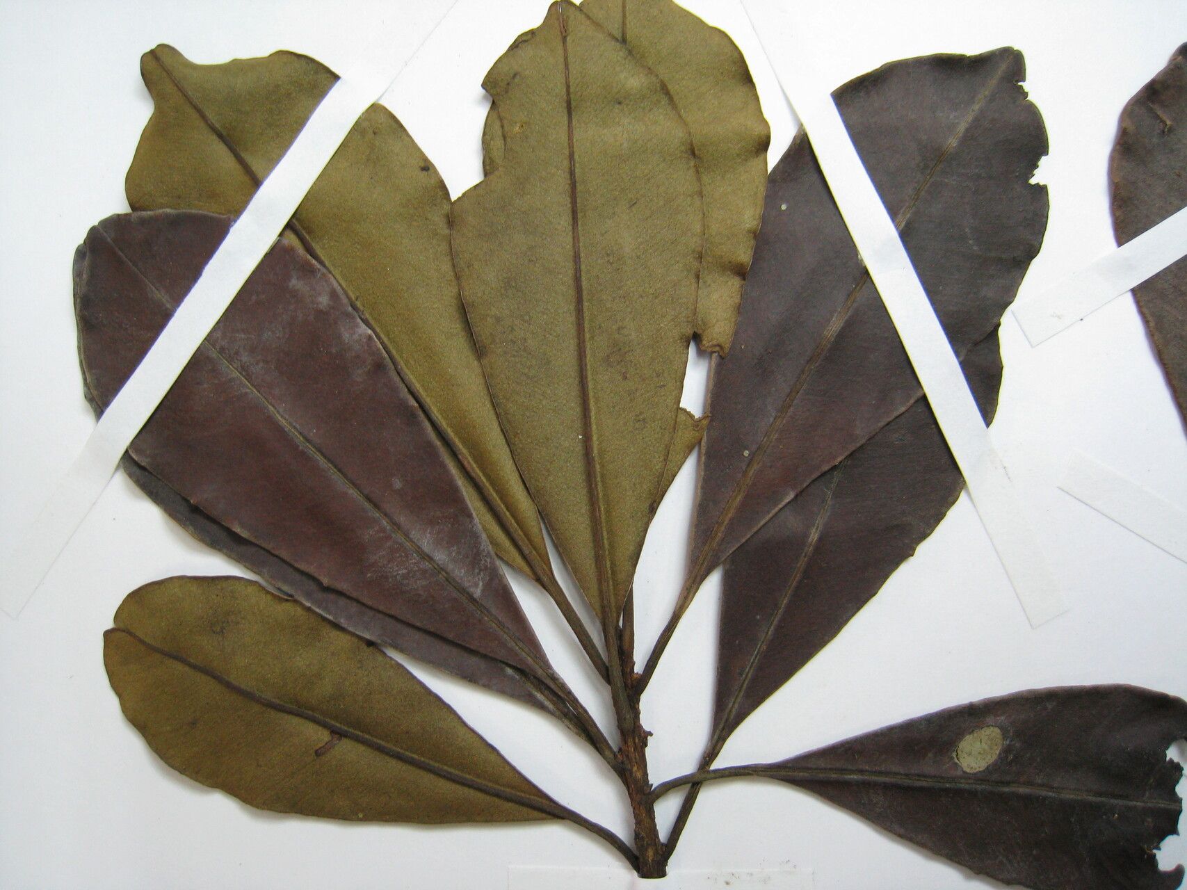 Manilkara paraensis other