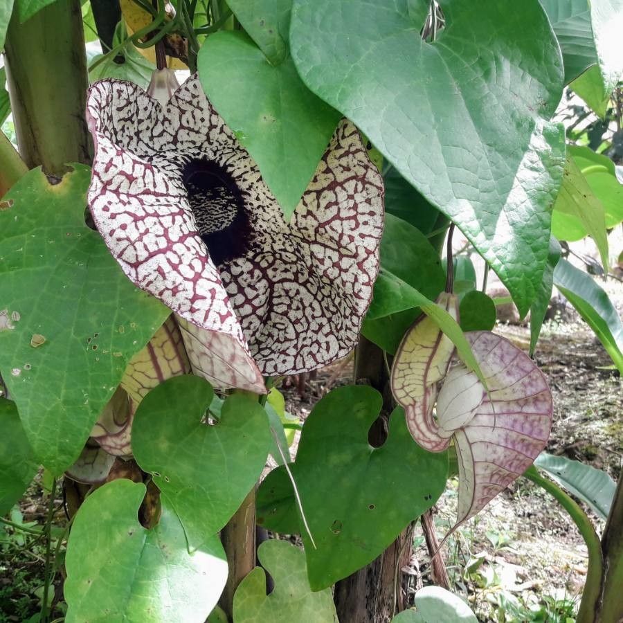 Aristolochia grandiflora flower