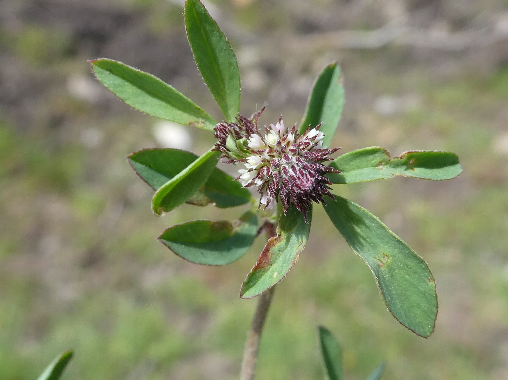 Trifolium bocconei leaf