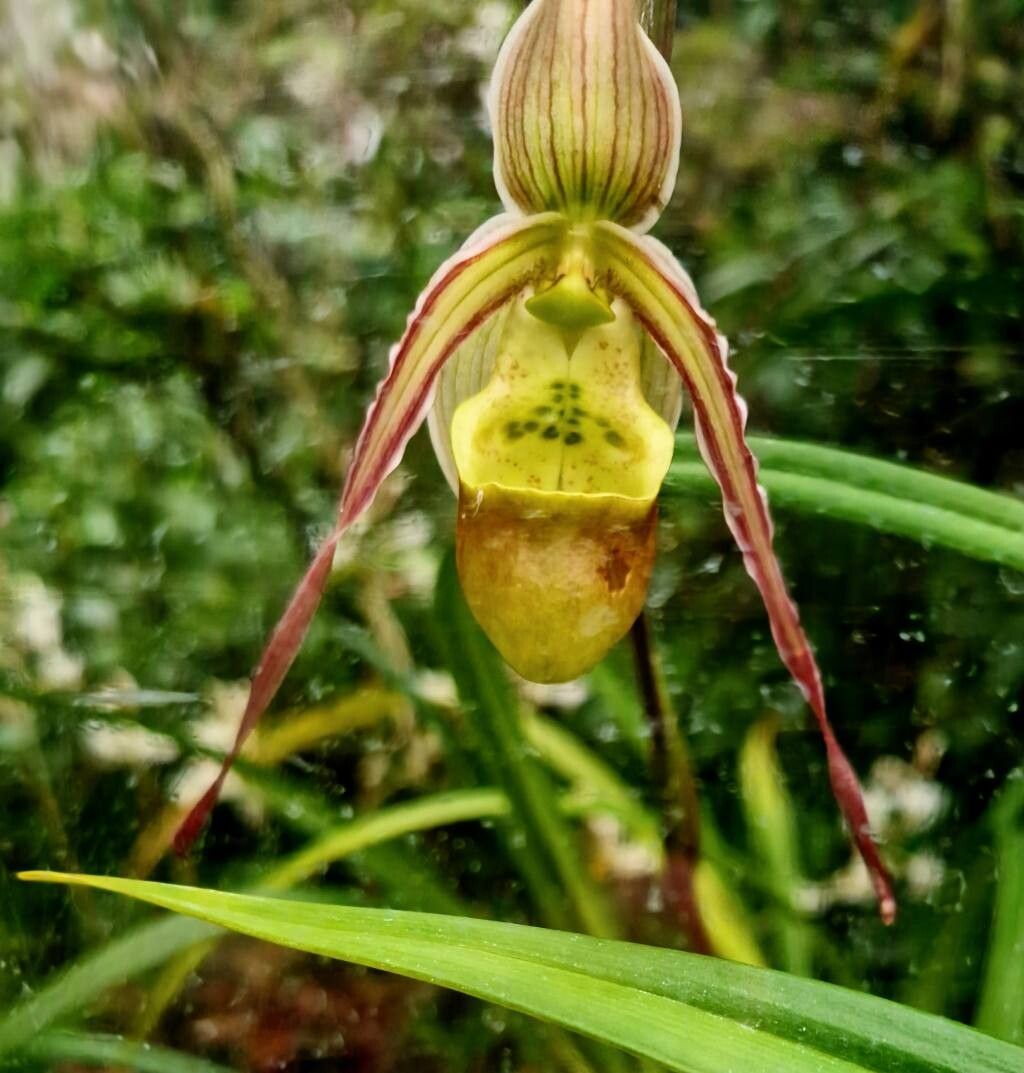Phragmipedium caricinum — related species from the same genus