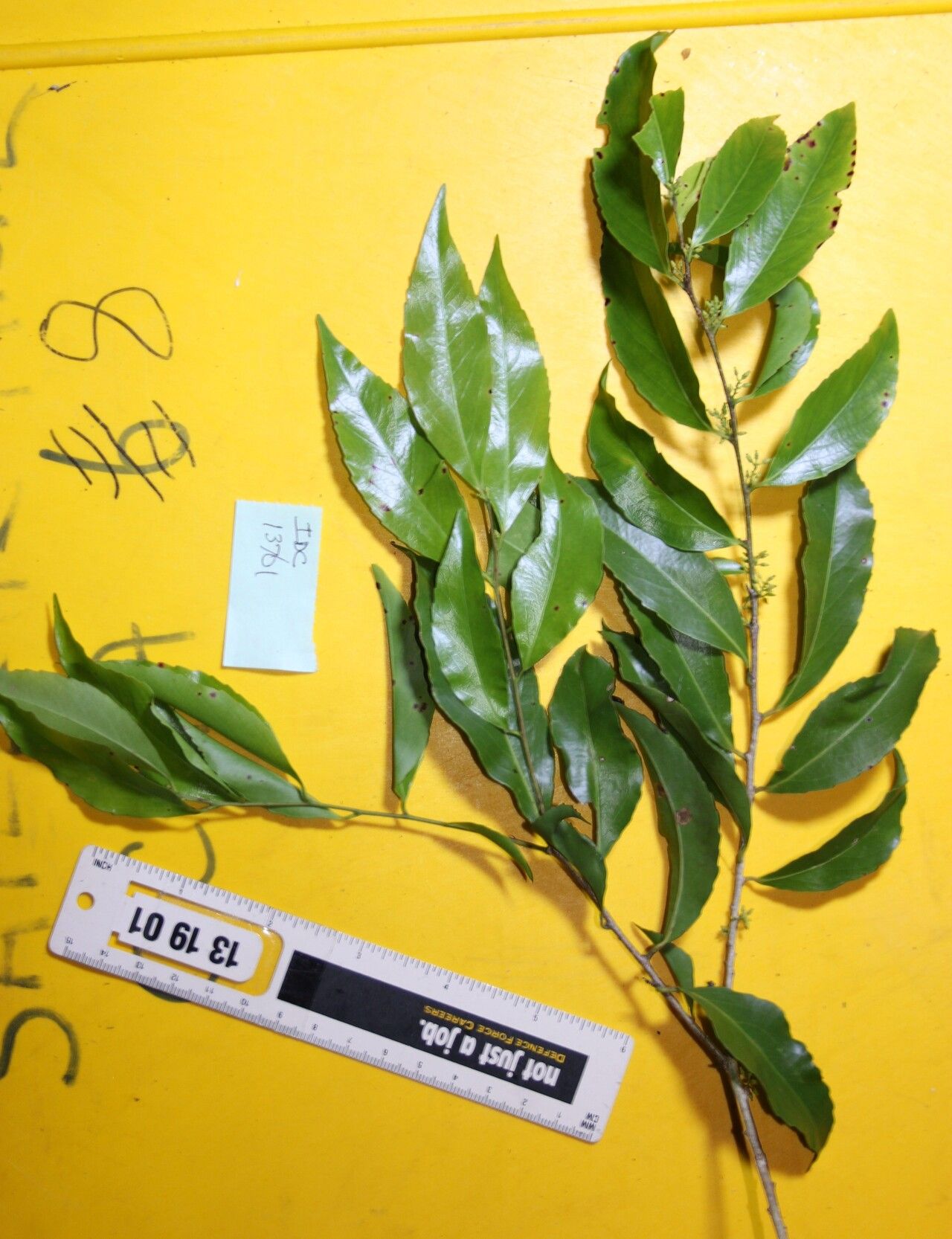 Xylosma luzonensis — search result for 'Xylosma'