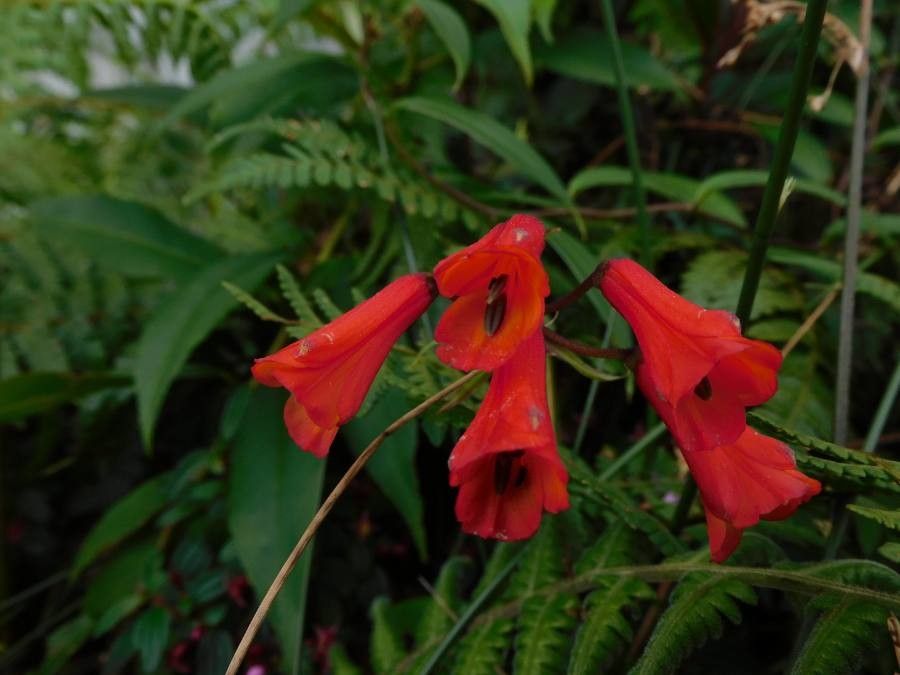 Bomarea hirsuta flower