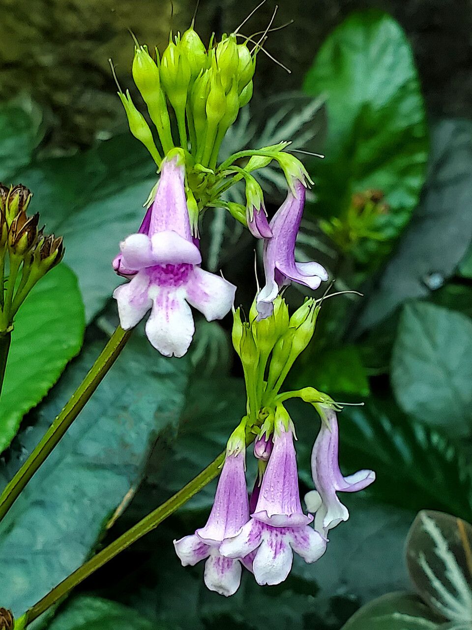 Strobilanthes hamiltoniana flower