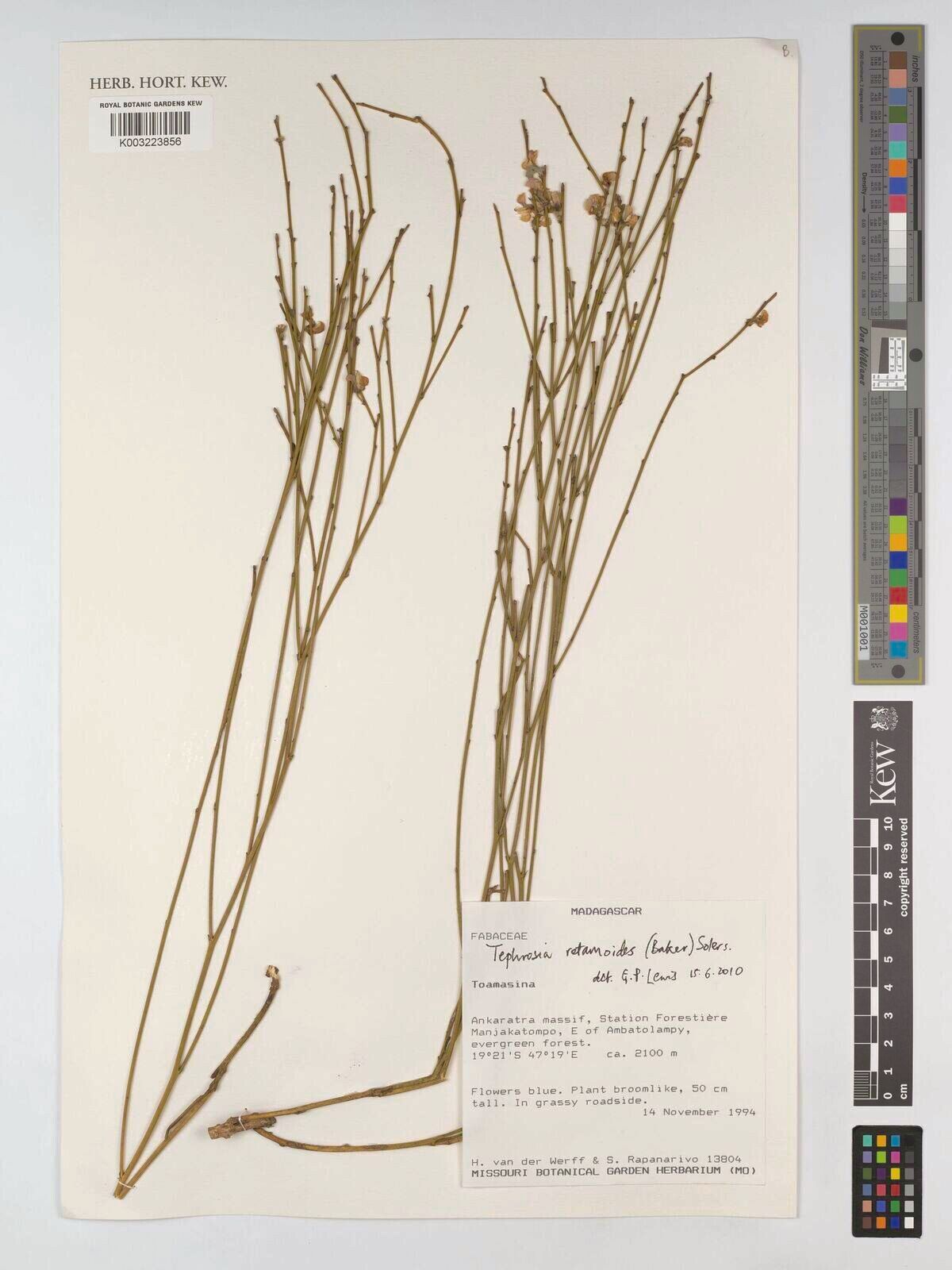 Tephrosia retamoides — search result for 'Tephrosia'