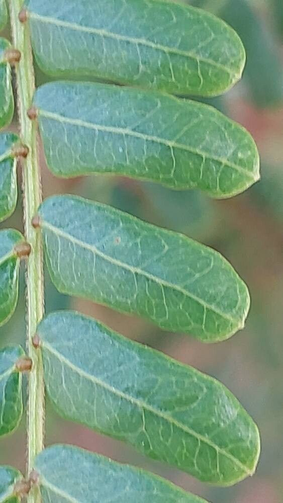 Serianthes calycina leaf