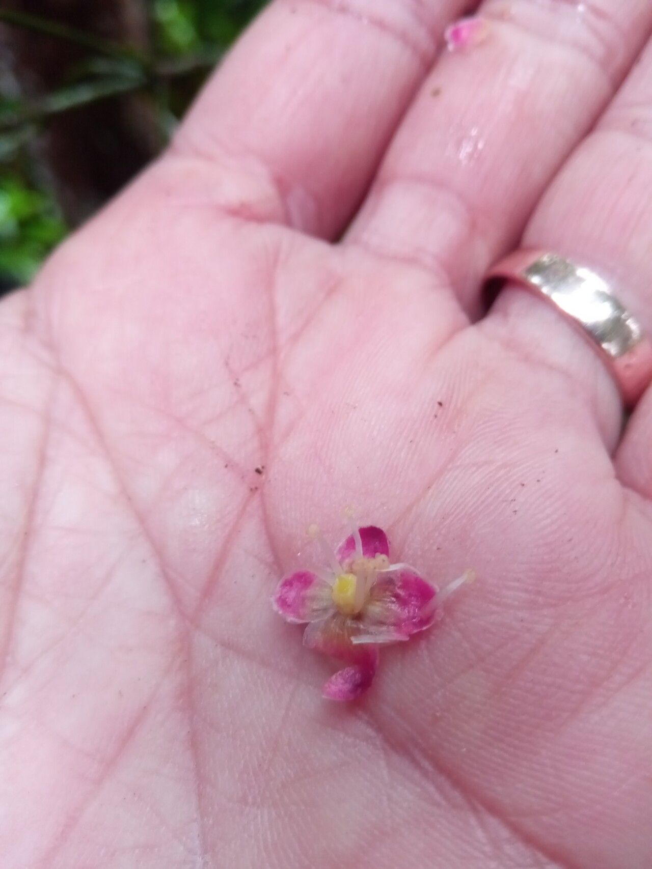 Eugenia alaotrensis flower