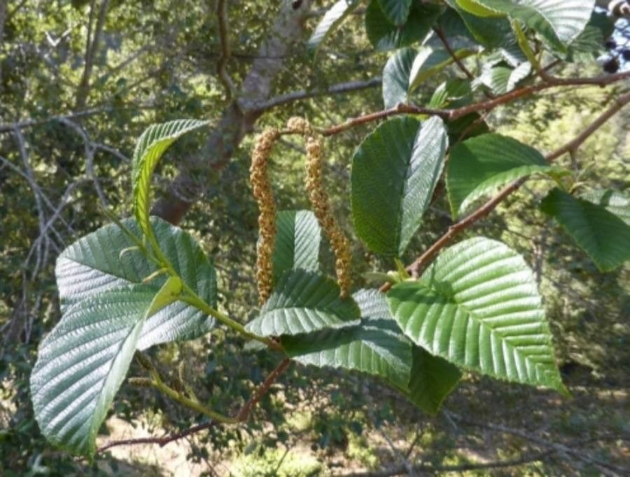 Alnus acuminata flower