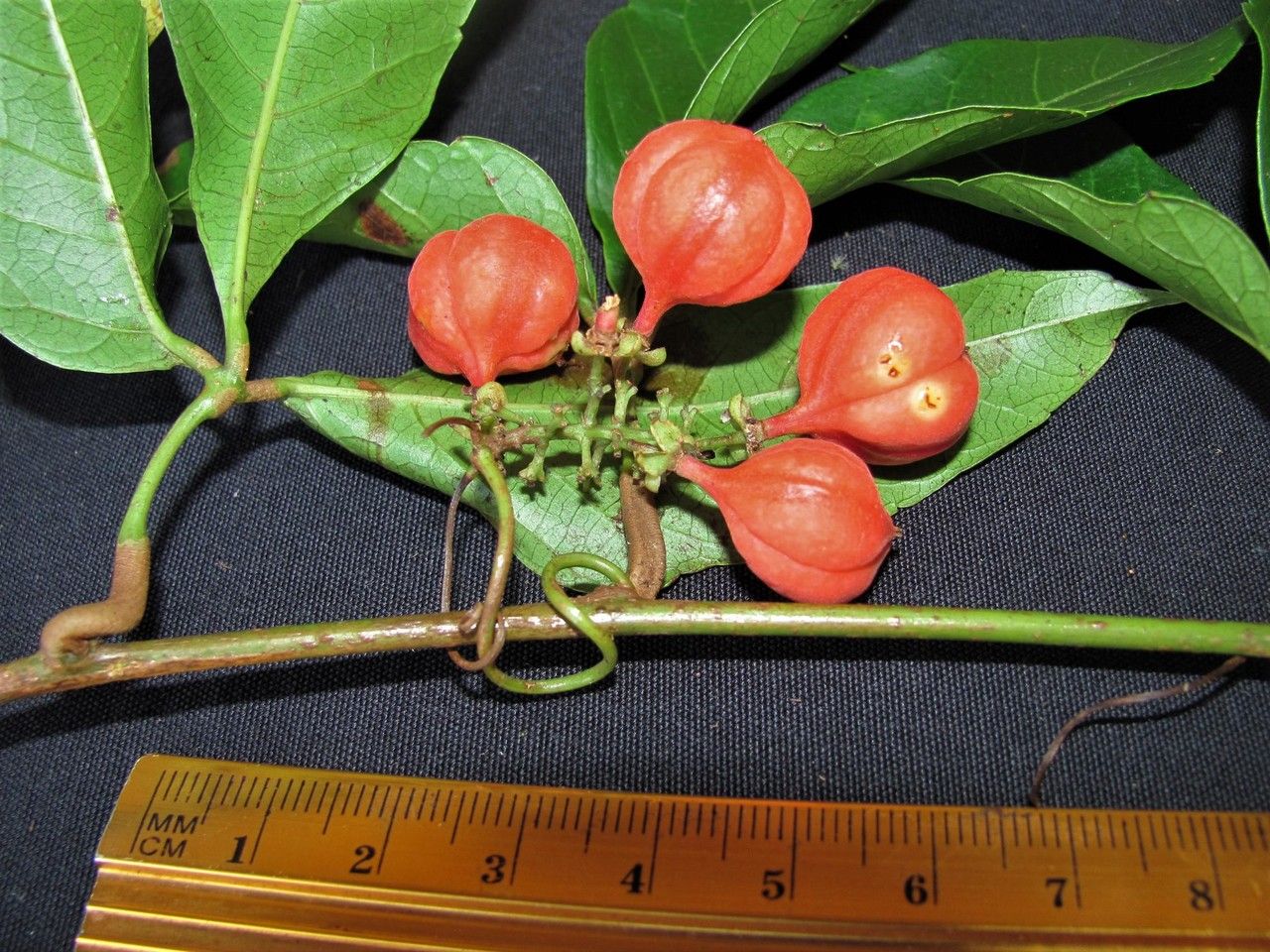 Paullinia talamancensis fruit
