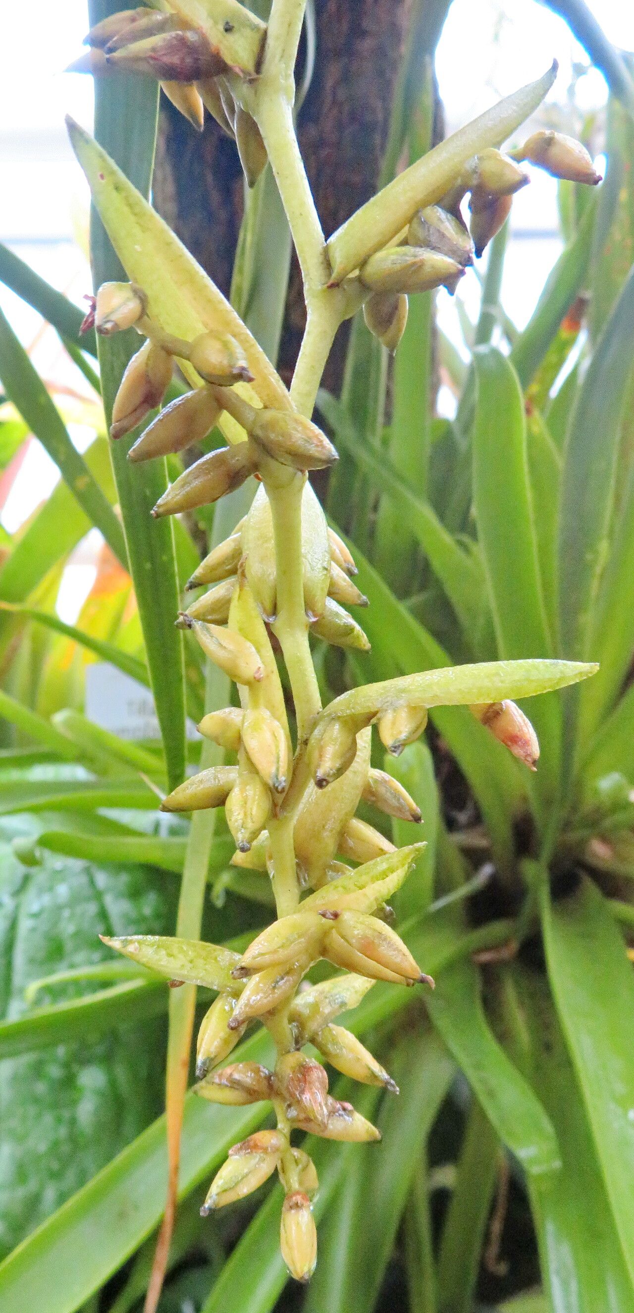 Racinaea tetrantha flower