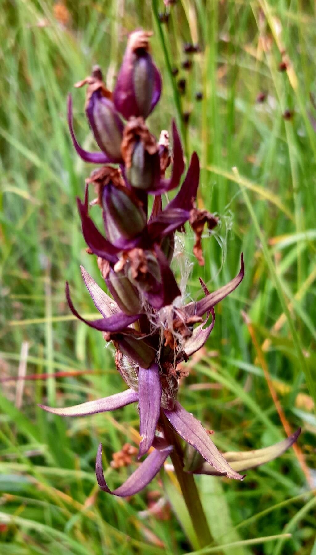 Dactylorhiza majalis fruit