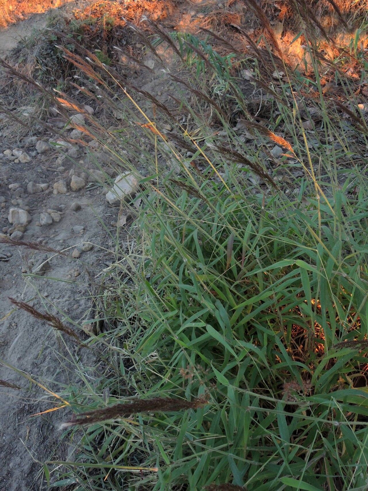 Sorghastrum incompletum habit