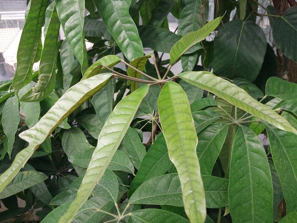 Heptapleurum schizophyllum leaf