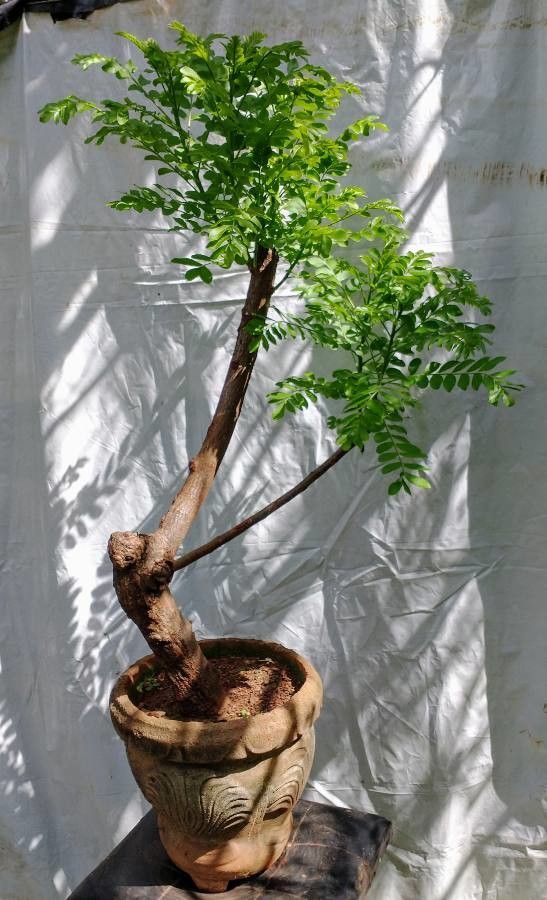 Spondias purpurea — search result for 'Ecuador'