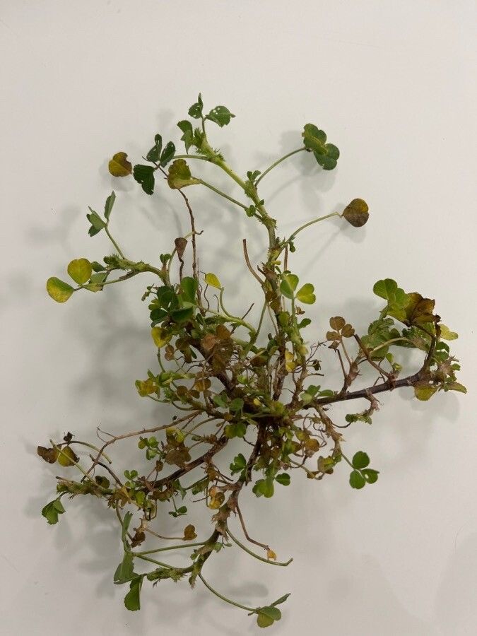 Medicago praecox — search result for 'Medicago'