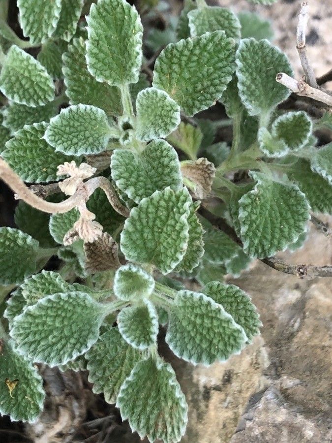 Marrubium supinum — houseplant care guide