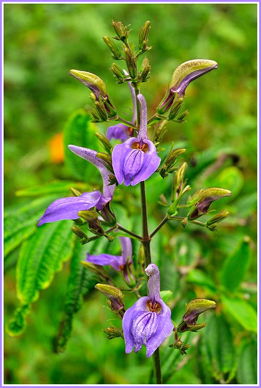 Brillantaisia owariensis flower