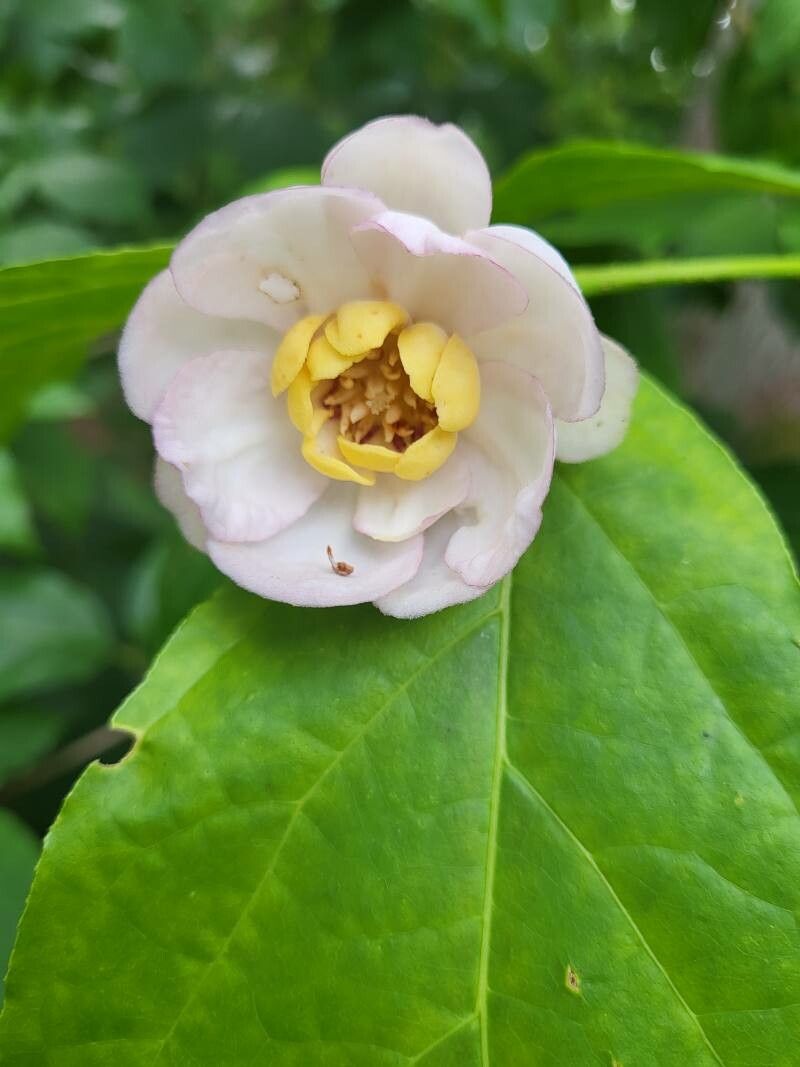 Calycanthus chinensis flower