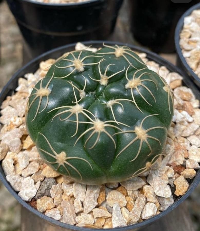 Gymnocalycium Calochlorum