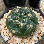 Gymnocalycium Calochlorum
