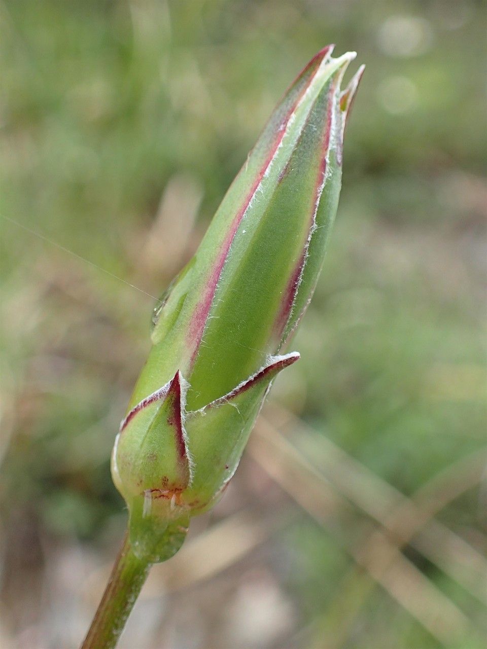 Scorzonera hispanica fruit