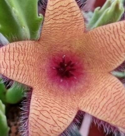Stapelia unicornis — houseplant care guide
