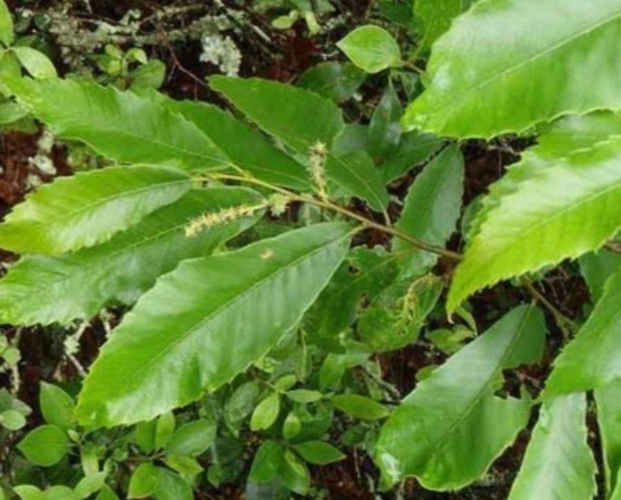 Castanea pumila — search result for 'Kentucky'