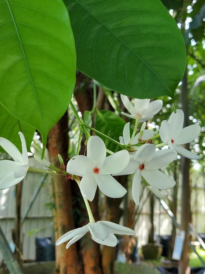 Kopsia singapurensis flower